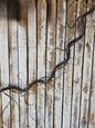 Jungle Vine 62in