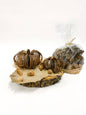 Natural Pumpkin Mix